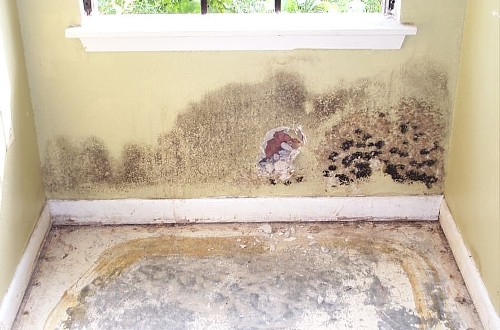 mold (11)