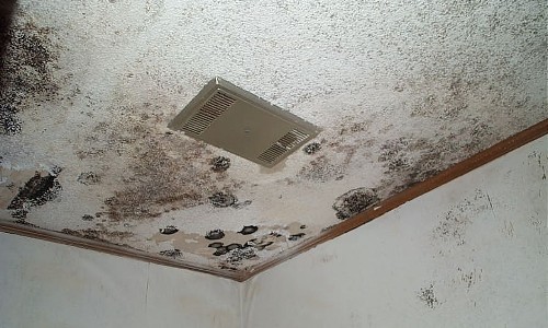 mold (5)