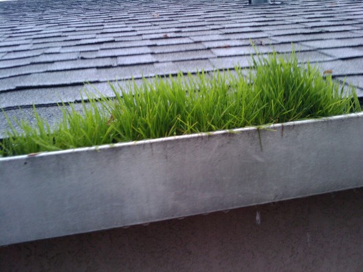 grass in gutters by lundquist appraisal company sacramento region grass in gutters by lundquist appraisal company sacramento region