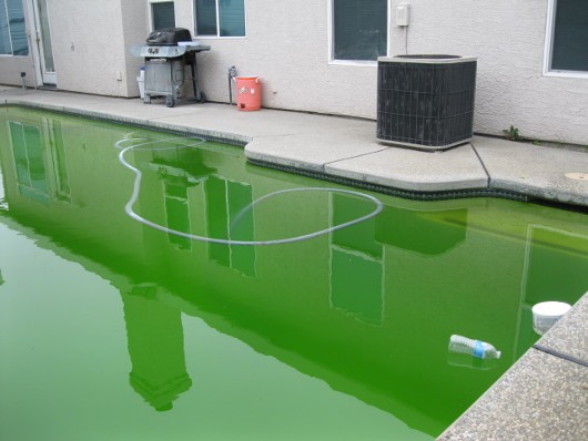 green pool photo of green pool water