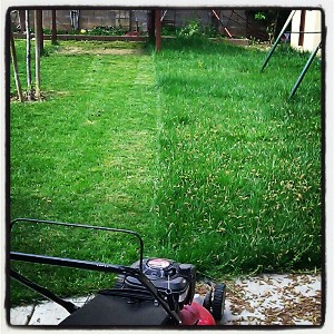 My parcel mullet being mowed yesterday